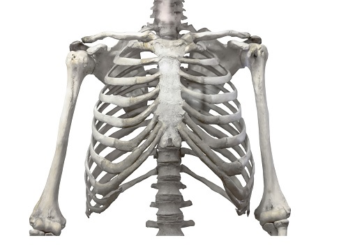 Ossos, músculs i articulacions
