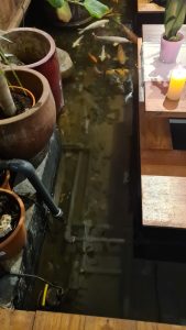 Els peixos neden per sota les taules del restaurant Indochina